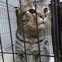 甘えん坊のキジトラくん里親様募集です。