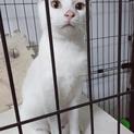 しろに黒ぶちの猫くん里親様募集です。