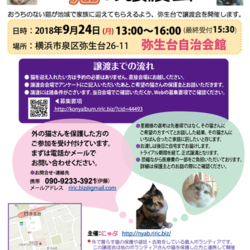 横浜市泉区でねこの譲渡会第9回 9月24日（月）