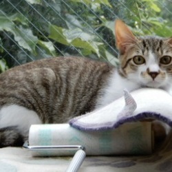 「横浜市泉区でねこの譲渡会第9回 9月24日（月）」サムネイル3