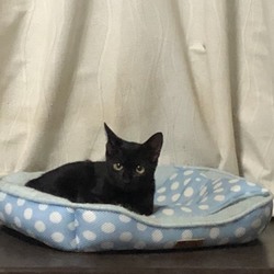 「横浜市泉区でねこの譲渡会第9回 9月24日（月）」サムネイル2