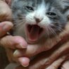 灰ハチ仔猫里親募集 サムネイル3
