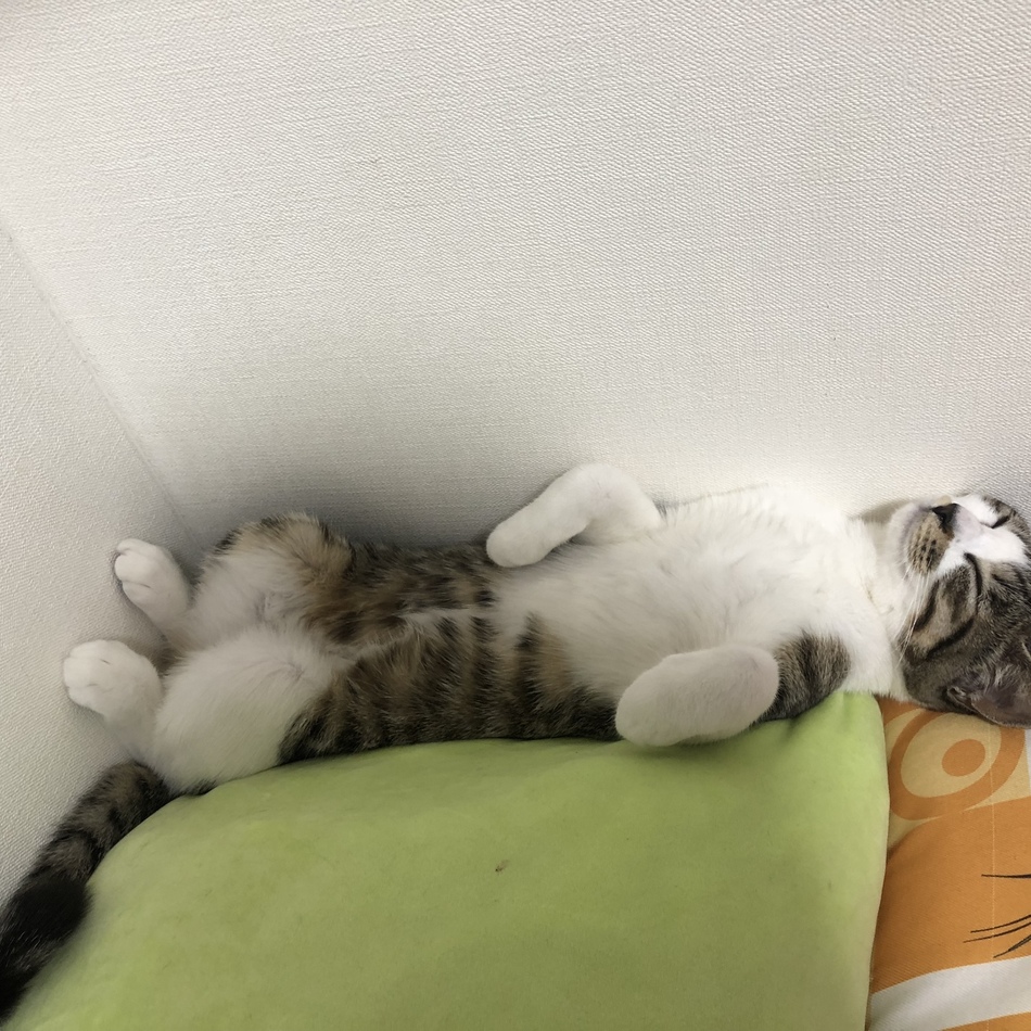 るん(るんげ)のカバー写真