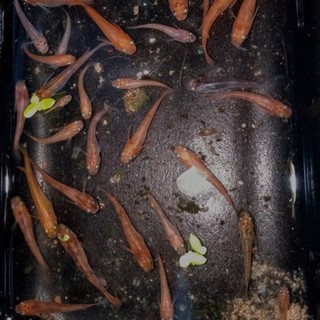 今年生まれの三色メダカ10匹