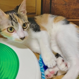  大きな瞳が印象的★正統派の三毛猫 ナナ