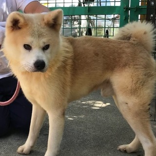 I☆４８２　小ぶりの秋田犬
