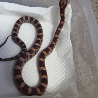 コーンスネークベビー2