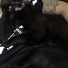 くろまろ