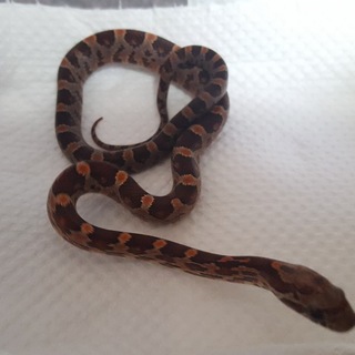 コーンスネークベビー3