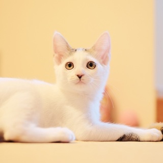 ふんわりとした雰囲気のフワフワふうちゃん