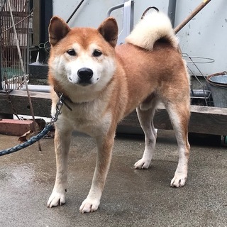 I♂５１２　柴犬「陸君」