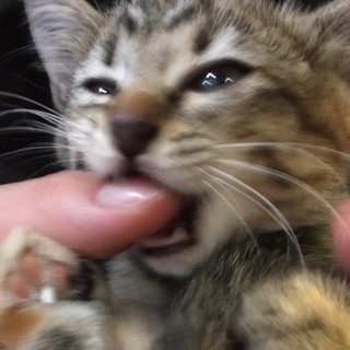 深夜に1匹で泣き続けていたので保護しました