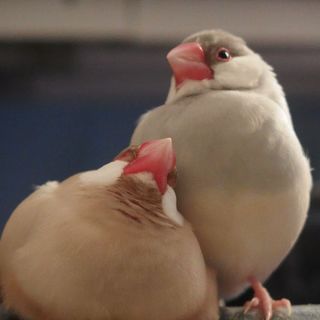 シナモン雄＆シルバー雌ペアの里親を募集します。