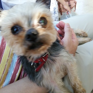 ヨーキーの里親募集