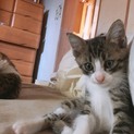 2.5ヶ月猫ちゃん里親募集中！ワクチン接種済み