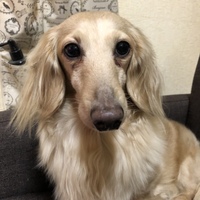 ぴー