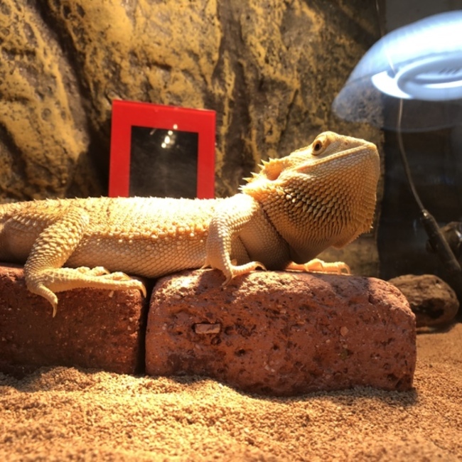 en.のカバー写真