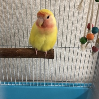 里親さん探してます！