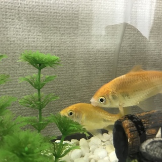 金魚2匹☆お譲りします