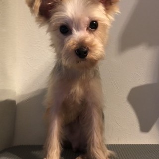 ヨークシャテリアのソルくん