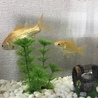 金魚2匹☆お譲りします サムネイル2