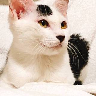 【テル】おかげさまで里親様が決まりました！