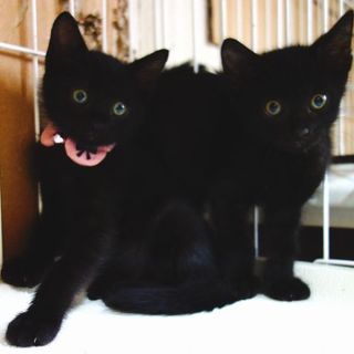 ★生後1か月の可愛い男の子はっちゃん★