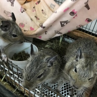 【募集終了】兄妹デグー里親募集