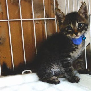 【募集一時停止中!】★生後1か月の可愛い兄妹★