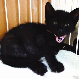 【募集一時停止中!】★生後1か月の可愛い兄妹★