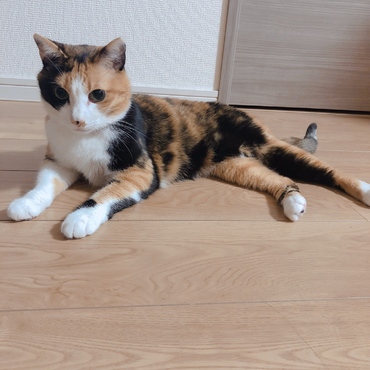 ももちゃんの写真