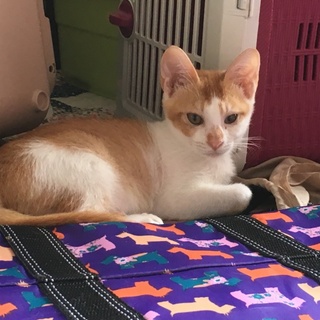 イケニャン茶白くん