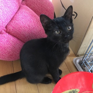 おしとやかな黒猫ちゃん