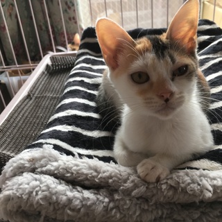 愛らしい三毛ちゃん