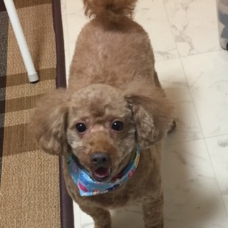 引き受けて下さる方が見つかりました。