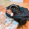 一緒に仕事行ってくれるみたい(・∀・)