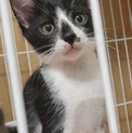 1ヶ月半位子猫男の子