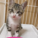 2ヵ月位子猫女の子
