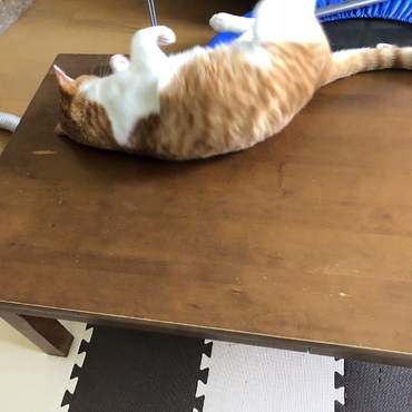 にゃん机