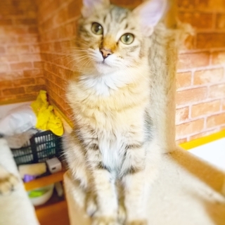 ソマリ系やや長毛仮名ノンイケメンボーイ