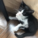 子猫里親募集
