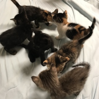 新入園にゃんず♫