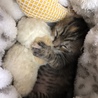 ルルです。