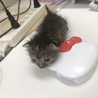 薬入れくらいの大きさ。この頃は140グラムくらいかな？