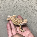 フトアゴヤング20cm  三重県桑名！