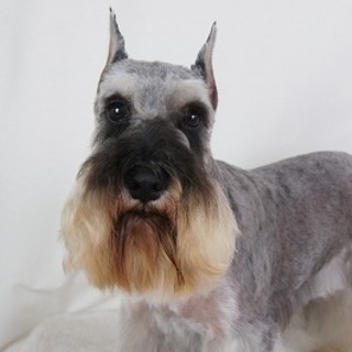 愛らしいお顔のシュナウザー