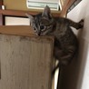 頂上到達！こんな高いところにも登れるようになりました‼︎でもタンスのキズは私じゃなくて義兄達の仕業だよ。ミルクが欲しい時は人間の足も登っていくの
