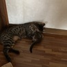 毎日、朝晩のかけっことプロレスはかかさないよ！
