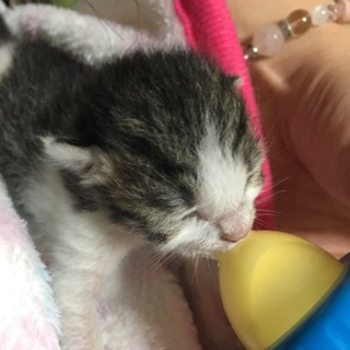 産まれたての子猫の里親さん募集