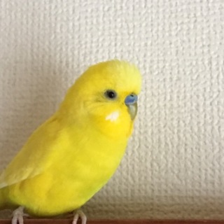 人懐っこいおしゃべりインコ、育てて下さる方募集